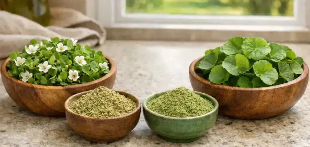 This is a picture of a wooden bowl full of fresh Bacopa and a fresh bowl of Gotu Kola next to a bowl of Bacopa and a bowl of Gotu Kola powder on a kitchen counter, with a window overlooking a sunny day with fresh trees and grass in the backyard.