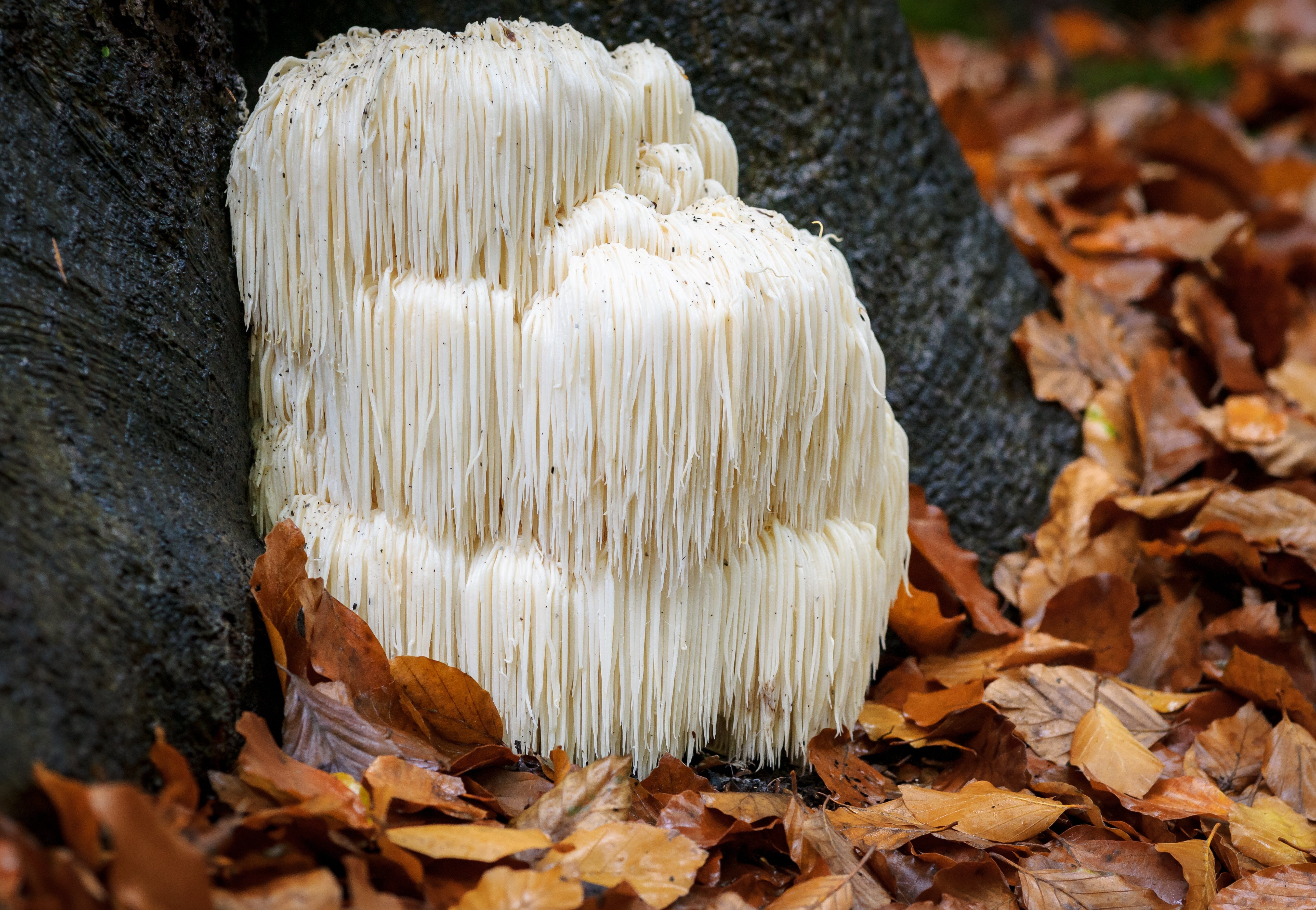 Which Mushroom Is Good For The Brain? (Explained)