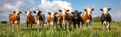 This is a picture of a grassy pasture with many cows with a blue sky and clouds in the background.