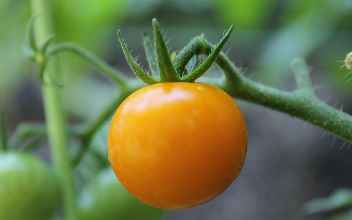 Are Golden Berries Tomatoes? Discover the Truth Here