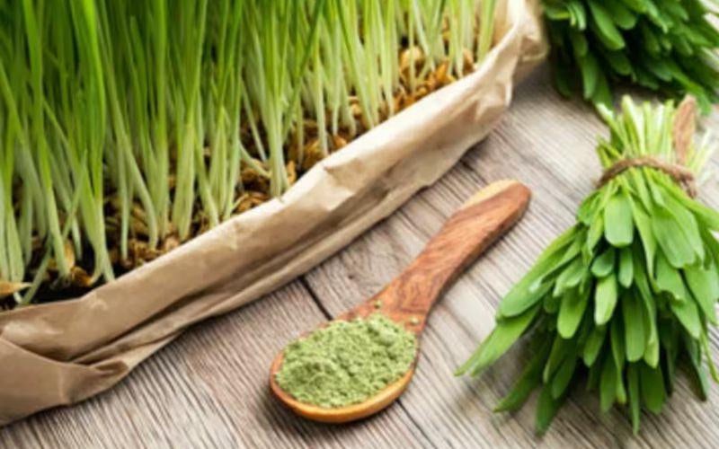 barley grass powder