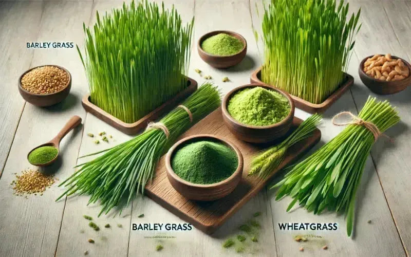 Barley Grass vs. Wheatgrass: Health Benefits Compared