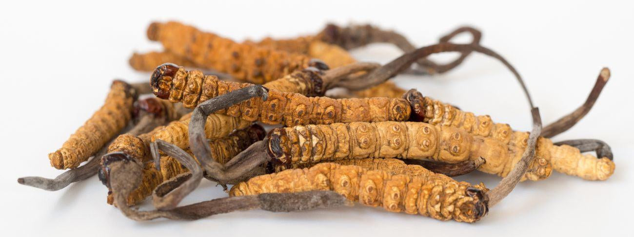 This is a picture of dried cordyceps on a white background.