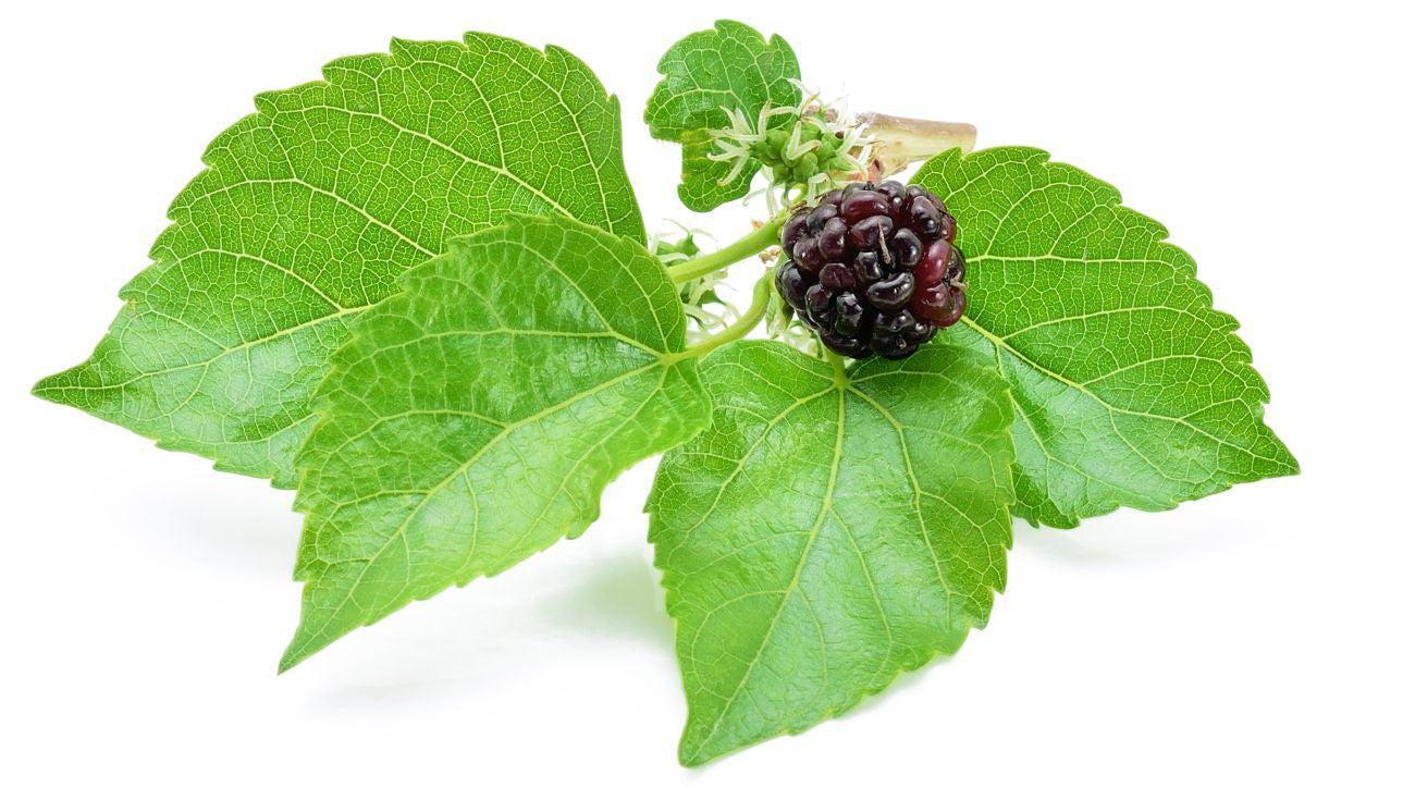 This is a picture of a mulberry leaf with a berry on a white background.