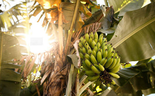 Green Bananas: A Versatile Ingredient with Surprising Health Benefits