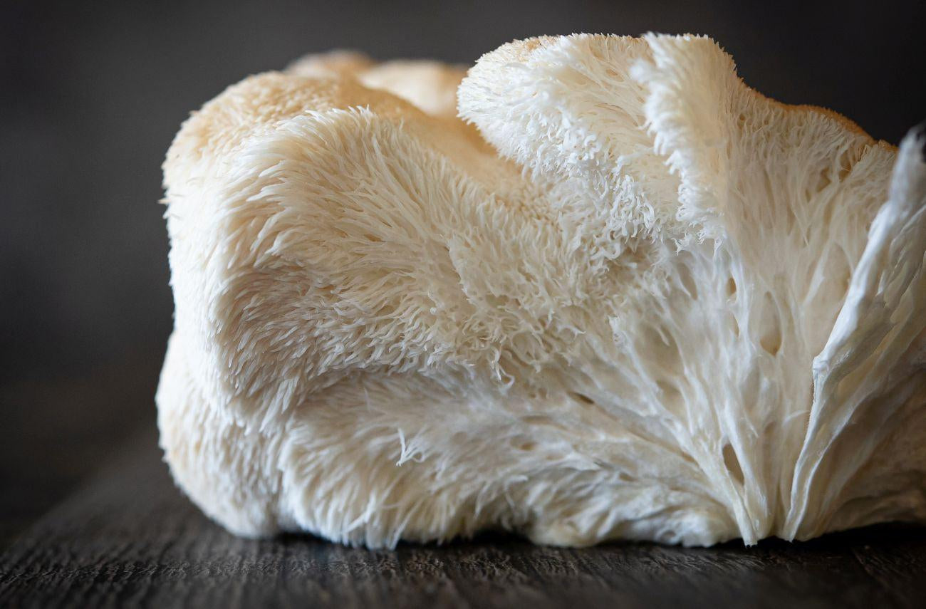 This is a picture of a Lion's Mane mushroom on a dark background