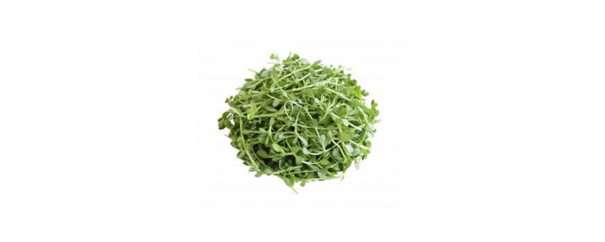 This is a picture of fresh bacopa with a white background.