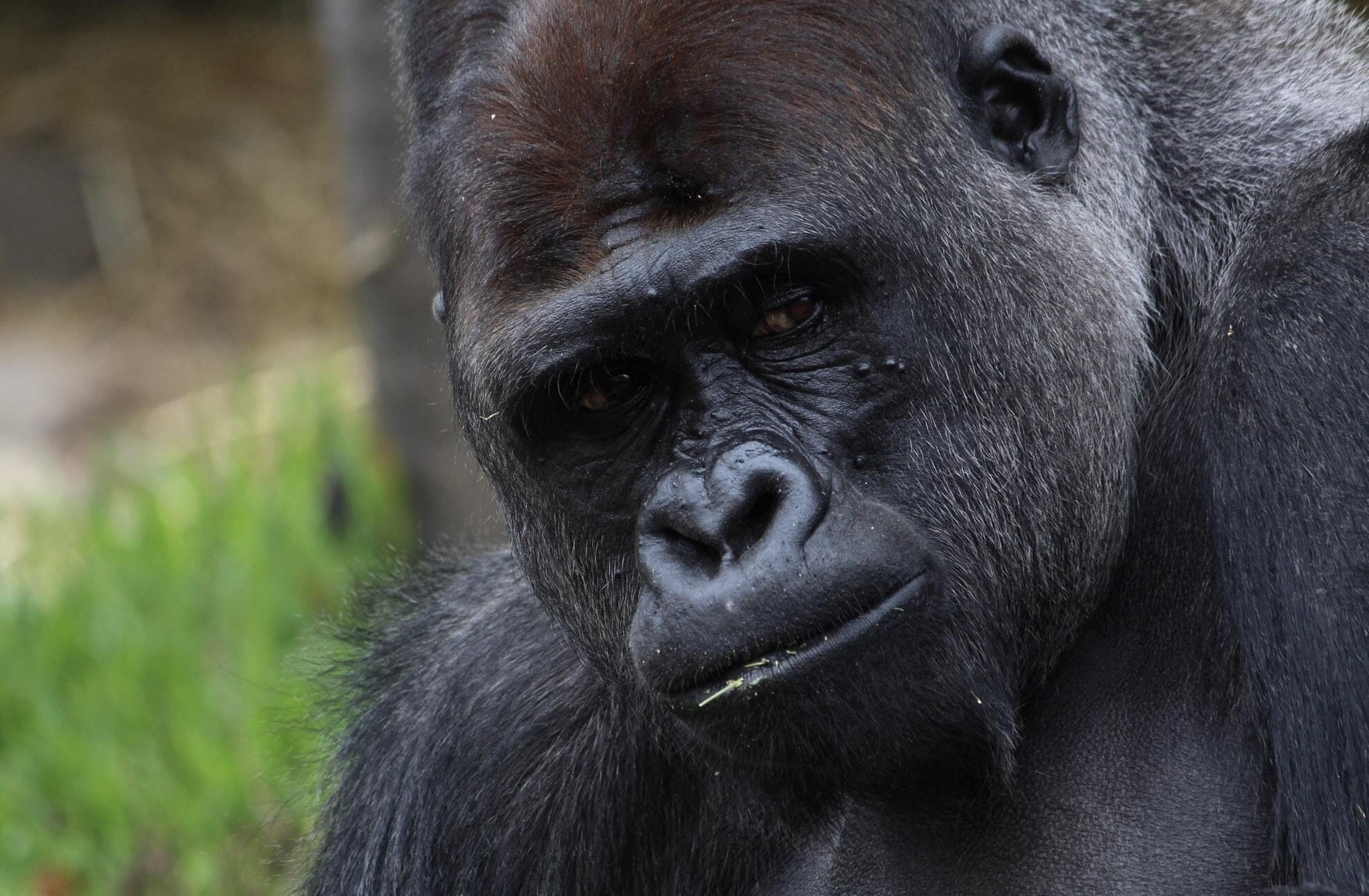 Lessons from Nature: 3 Lessons Learned From the African Mountain Gorilla