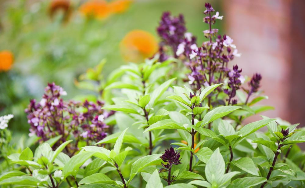 Organic Holy Basil (Tulsi): A Herb For All Reasons