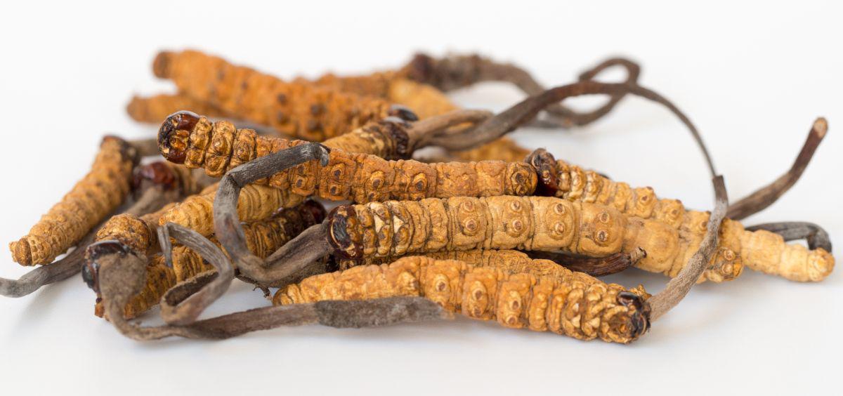 This is a picture of cordyceps on a white background