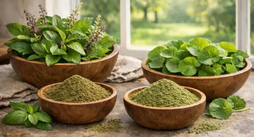 The Herbal Ally Series Part 1: Holy Basil and Gotu Kola