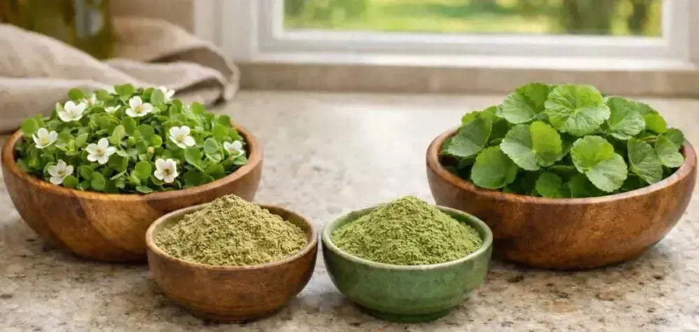 This is a picture of a wooden bowl full of fresh Bacopa and a fresh bowl of Gotu Kola next to a bowl of Bacopa and a bowl of Gotu Kola powder on a kitchen counter, with a window overlooking a sunny day with fresh trees and grass in the backyard.