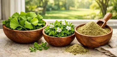 This is a picture of a wooden bowl full of fresh Ginko Biloba and a fresh bowl of Bacopa next to a bowl of Bacopa powder on a kitchen counter, with a window overlooking a sunny day with fresh trees and grass in the backyard.