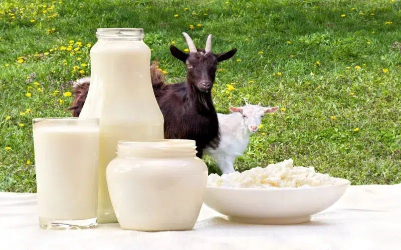 The Ultimate Guide to Goat Milk Nutrition: Benefits, Facts, and More