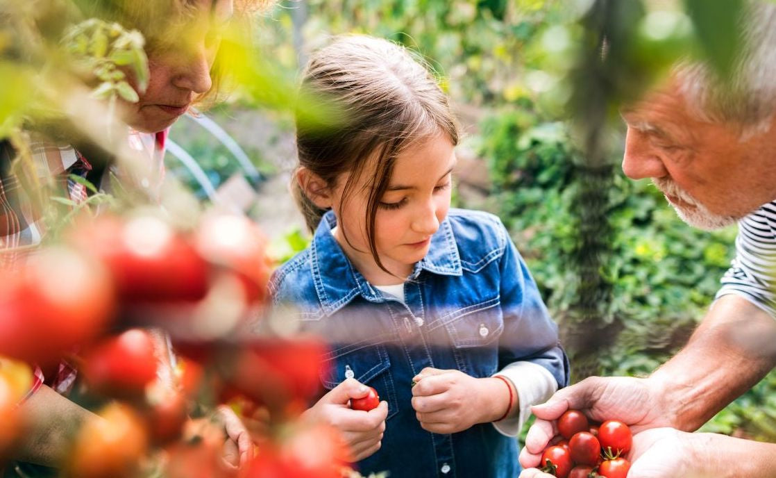 This is a picture of a young girl and her grandparents in the tomato garden, with grandfather holding a handful of tomatoes