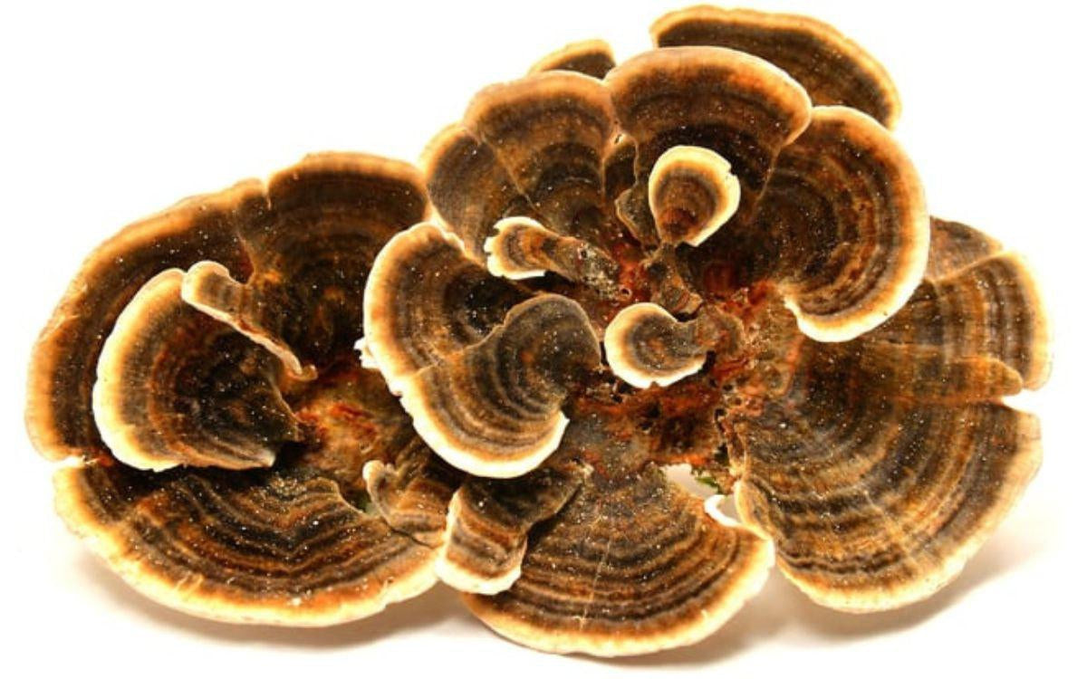 Turkey Tail Mushroom Benefits: Immune & Health Boosting Powers