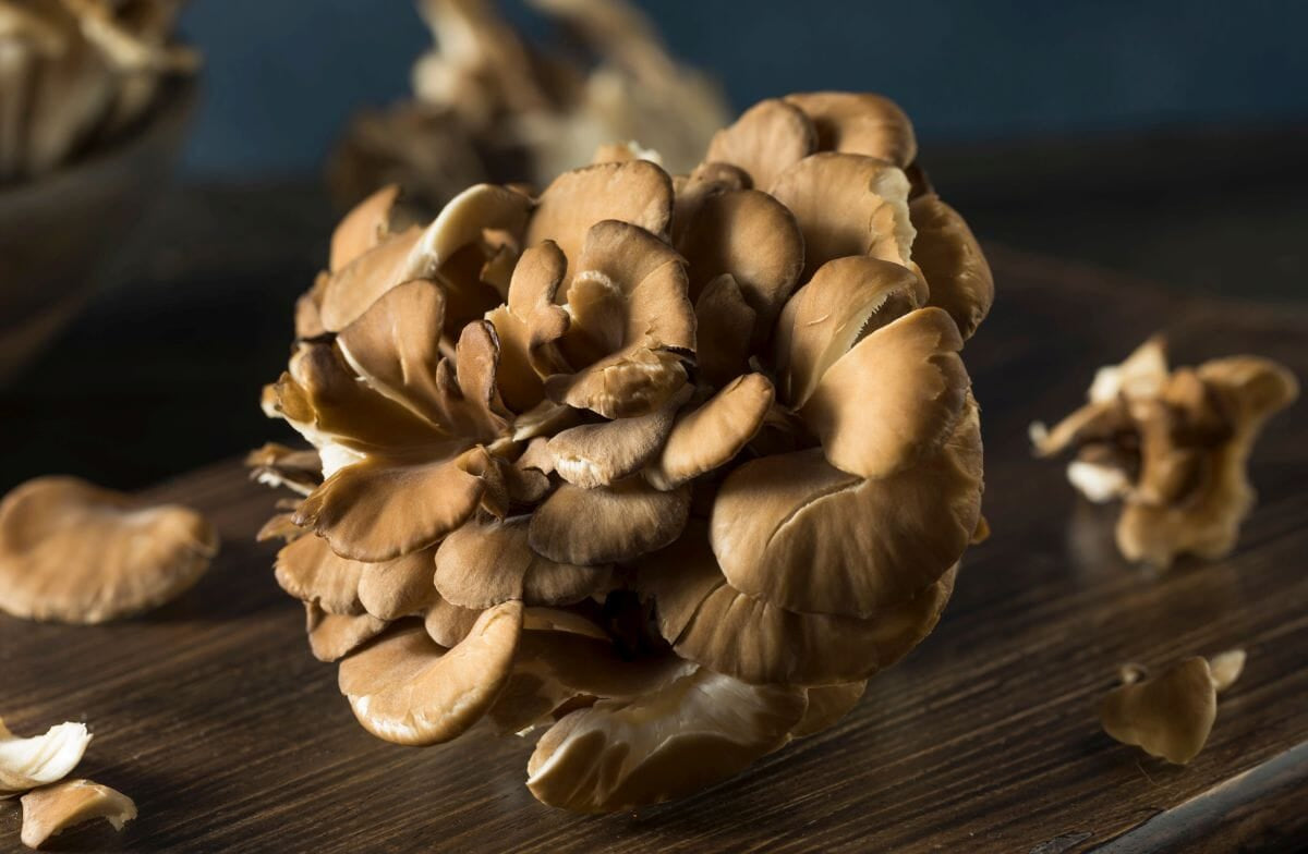 What is Maitake Mushroom used for? (+5 traditional uses)