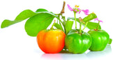 Image of three Acerola Cherries aligned in a row with varying shades of ripeness.