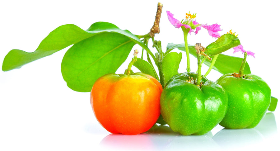 Image of three Acerola Cherries aligned in a row with varying shades of ripeness.