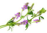 Alfalfa plant laying on white background.