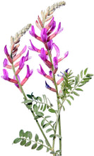 Image of purple Astragalus Root flowers