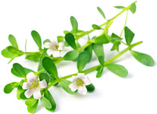 Image of Bacopa Monnieri (Brahmi) white flowers