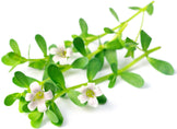 Image of Bacopa Monnieri (Brahmi) white flowers