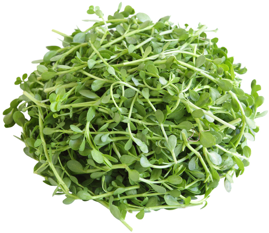 Image of a pile of Bacopa Monnieri (Brahmi) leaves