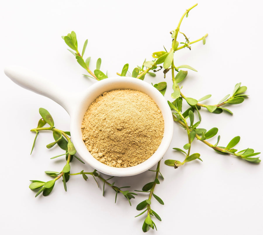 Image of Bacopa Monnieri (Brahmi) Powder in a white bowl surrounded by bacopa leaves