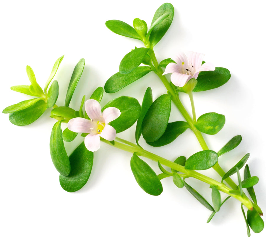 Image of Bacopa Monnieri (Brahmi) white flowers