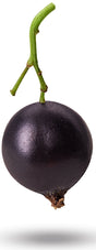 Image of single fresh Black Currant berry with green stem attached