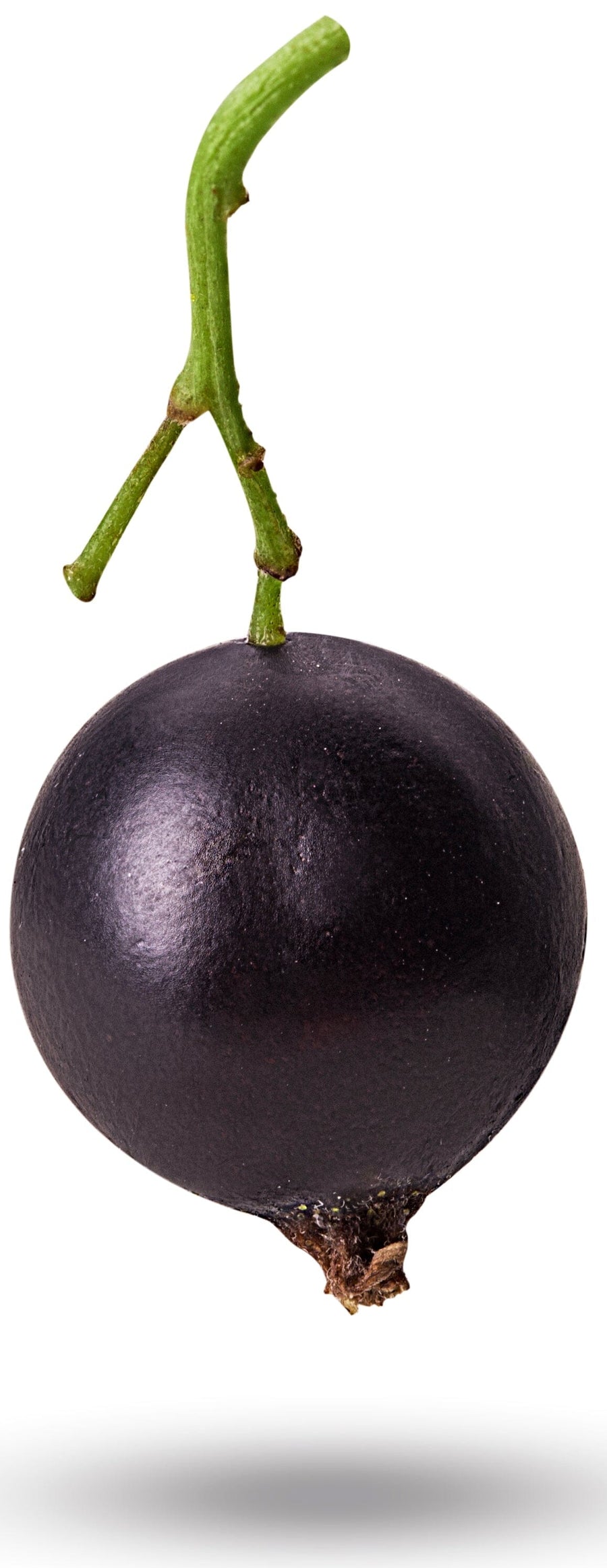Image of single fresh Black Currant berry with green stem attached