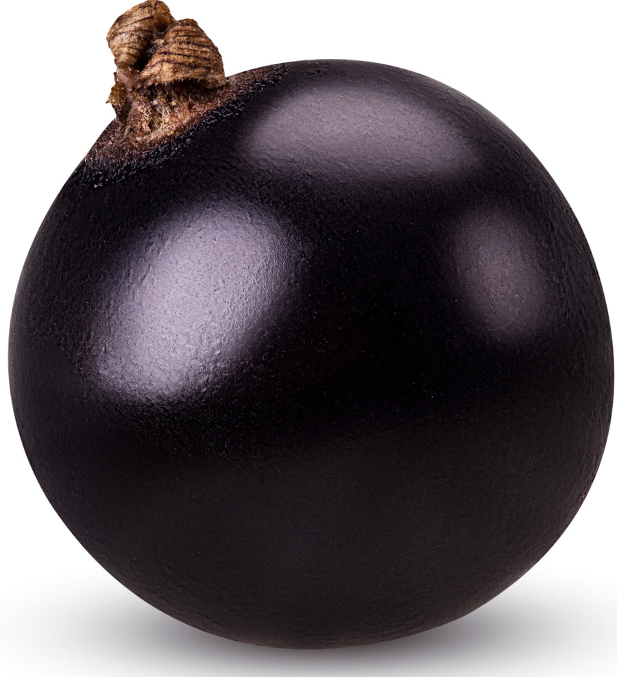 Close photo of single of Black Currant on white background