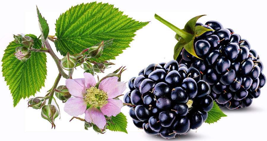 Image of blackberries, green leaves and pink flowers