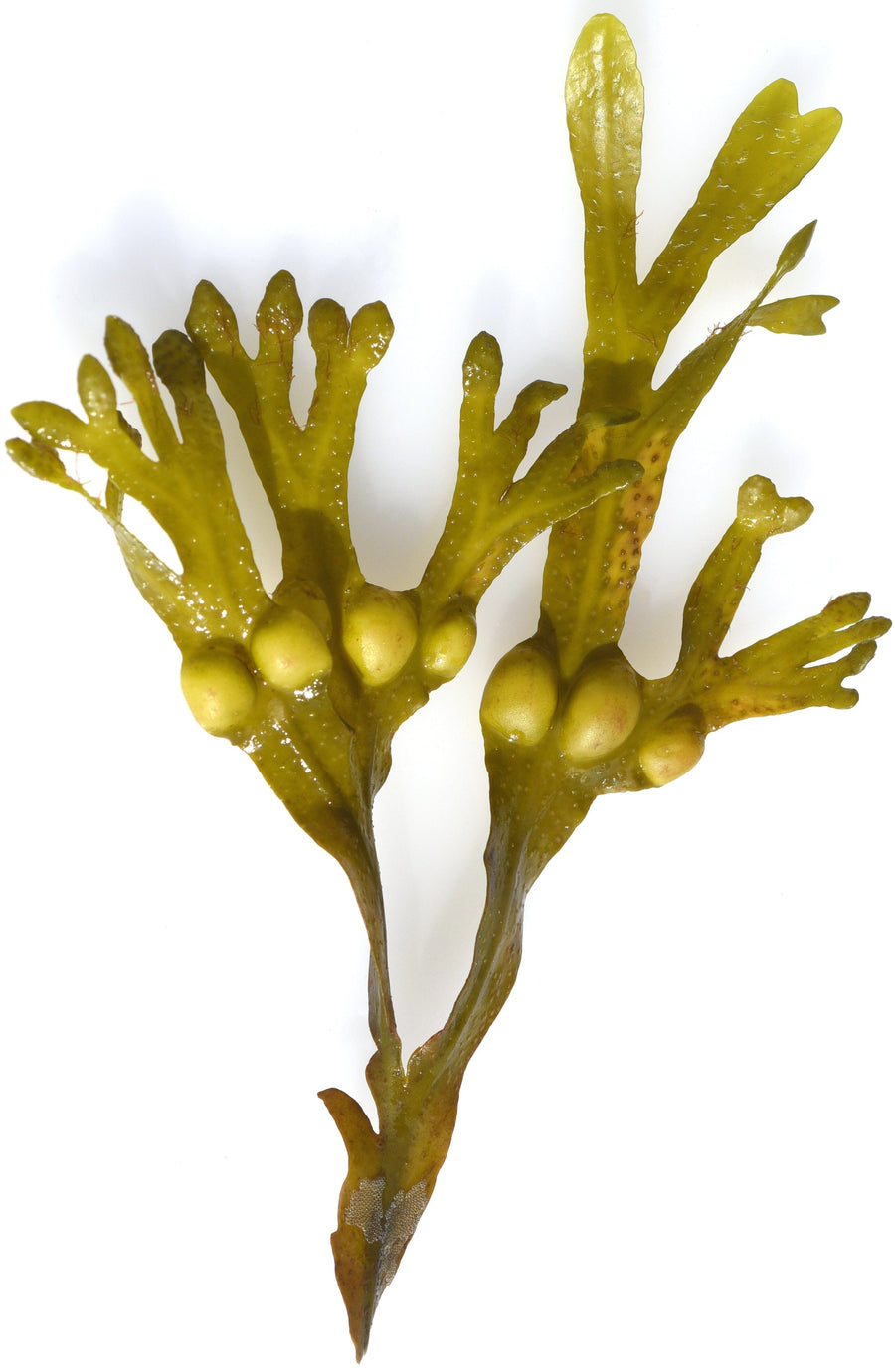 Bladderwrack leaf on white background