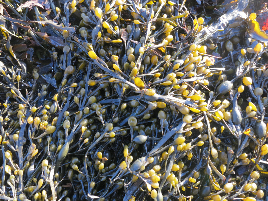 Bladderwrack piled together