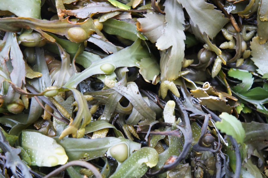 Bladderwrack piled together