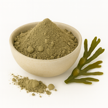 Bowl of organic bladderwrack powder on a white background.