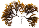 Bladderwrack leaves on white background