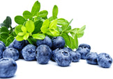 Image of a bunch of Blueberries and green leaves