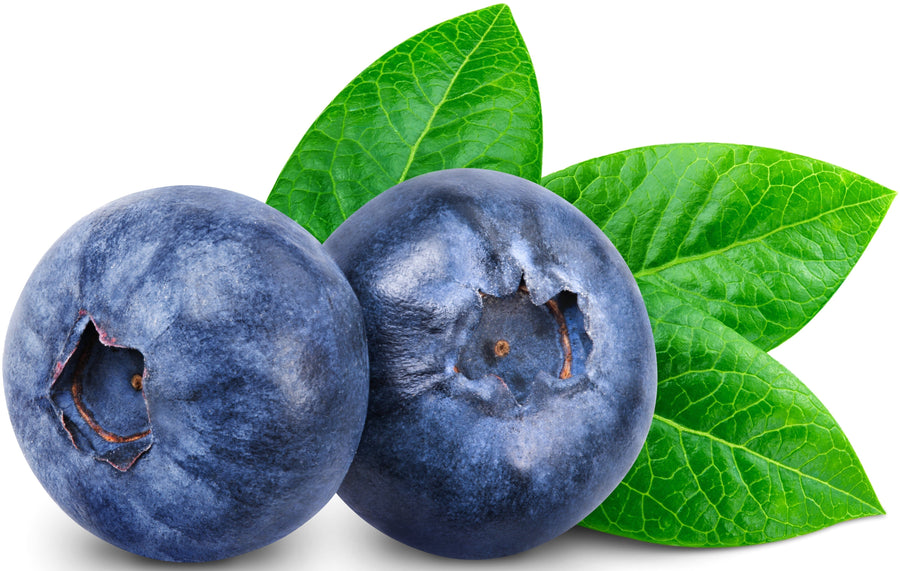 Pair of Blueberries with stem leaves in the background.