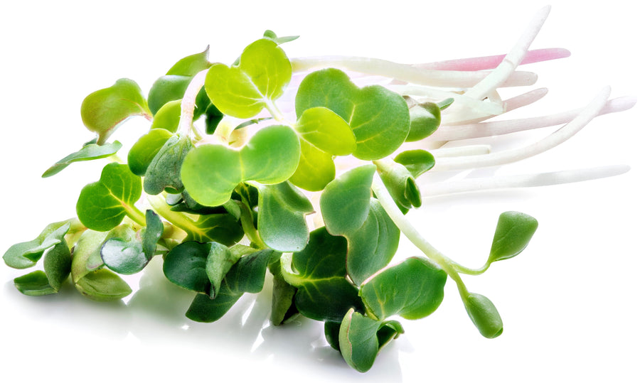 Image of a bunch of Broccoli Sprouts