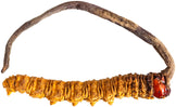 Image of a cordycep mushroom growing from a caterpillar