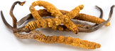 Image of 4 dried Cordycep mushrooms 