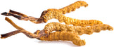 Image of 4 dried cordycep mushrooms