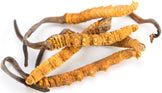 Image of 4 dried cordycep mushrooms