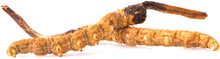 Image of 2 Cordyceps growing from Caterpillar