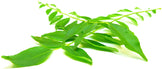 Image of green curry leaves on their stem on white background