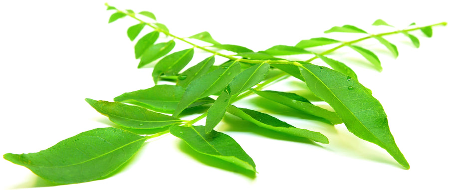 Image of green curry leaves on their stem on white background