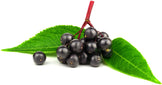 Image of a small bunch of Elderberries in their stem and green leaves